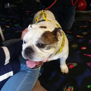 Bowling for Bulldogs, the good life bulldog rescue