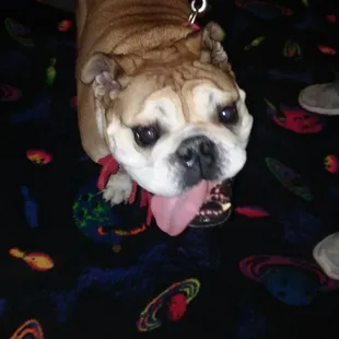 Going for no dogs, the good life bulldog rescue