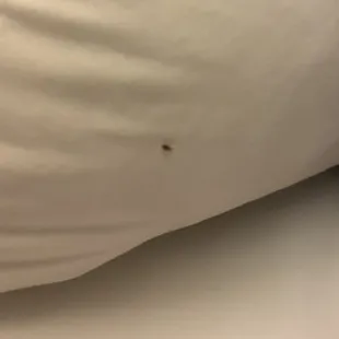 Bed bug