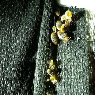Bed bugs under a recliner