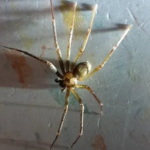 Brown recluse/fiddle back spider