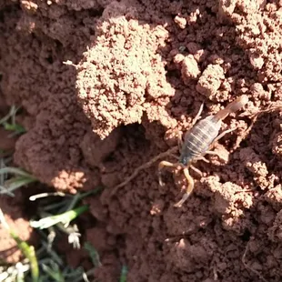 Bark Scorpion on top of a gopher mound in yard