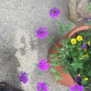 Hmmmm, still taking care of my plants