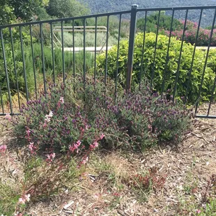 Lavender that's doing very well even with all the rain