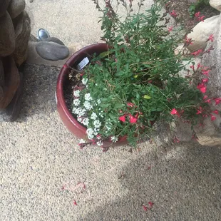 Yes, I take care of my plants