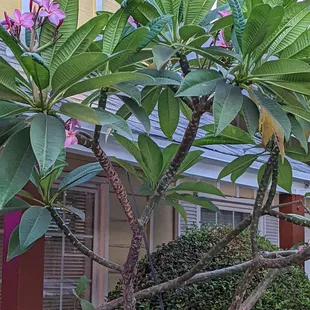 a tree with pink flowers in front of a house