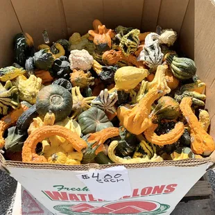 a box of squash and gourds