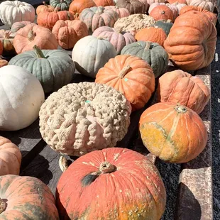 a variety of pumpkins