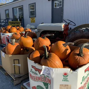Pumpkins galore!