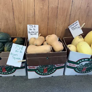 Squash varieties