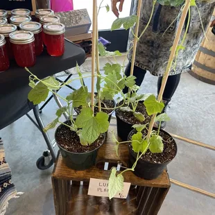 This is a loofah plant! It will make natural loofah sponges!