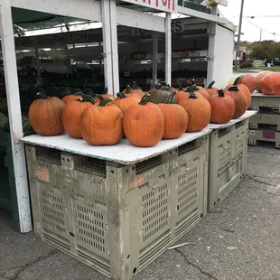 Ready to make a jack-o-lantern