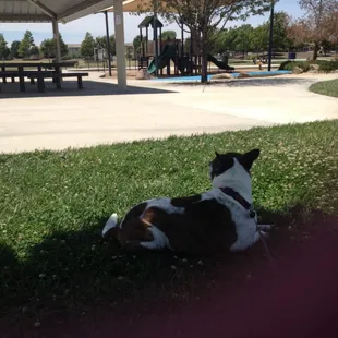 Herc chilling in the shade