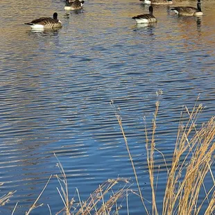 Canadian Geese  02-24-2024