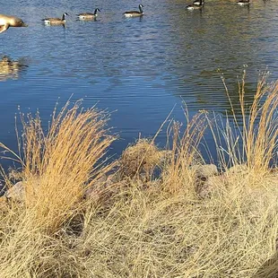 Canadian Geese  02-24-2024