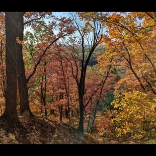 West Ridge Trail...leaves are turnt