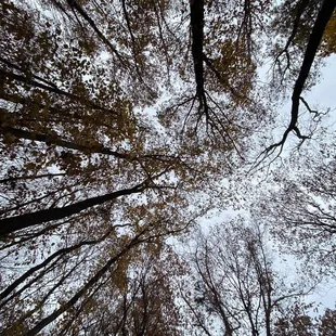 Looking up into the woodsy canopy.
