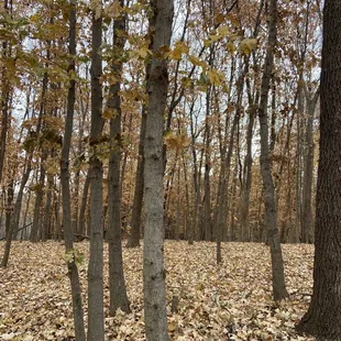 Crunchy fallen leaves