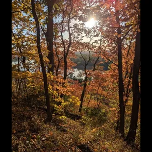 Foliage on West Ridge Trail