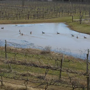 Wildlife on the pond