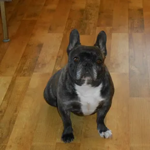 Suzie Our resident pooch!