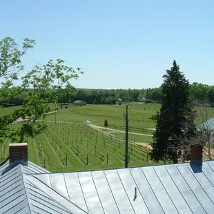 Spring at the vineyard