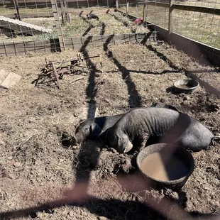 Happy as pigs in mud