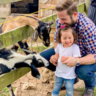 The goats are fun to pet