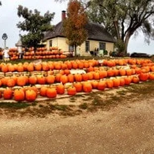 Pumpkins galore -- October 1, 2012