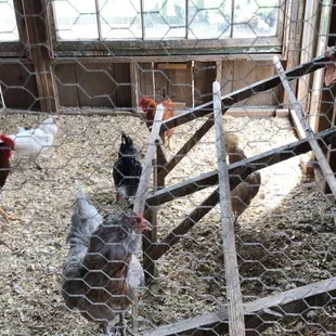 Chicken coop