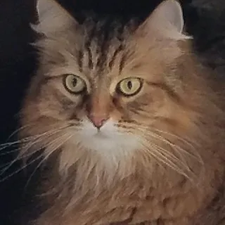 Su T.