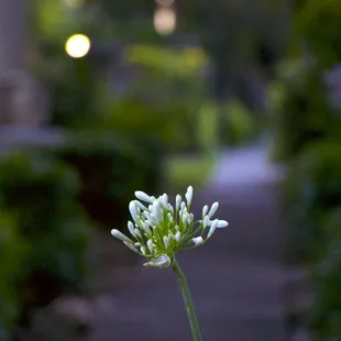 Beautiful flowers