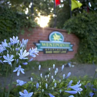 More Beautiful Flowers