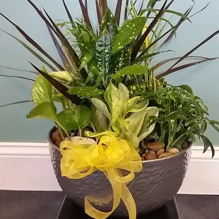 Dish Gardens