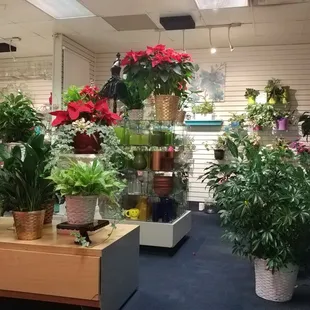 Front door view of our green plants, dish gardens and glassware.