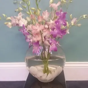 Orchids