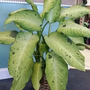 Variety of Green Plants