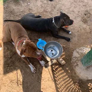 Eclipx and Shadow(with the ball)