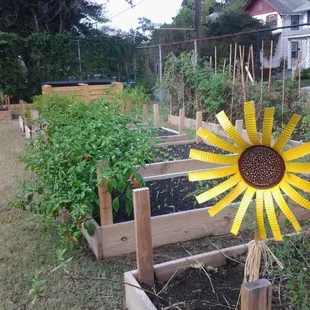 Garden with fresh herbs and vegetables