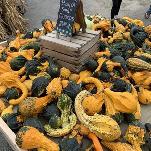 a display of gourds
