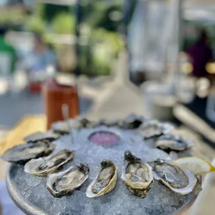 House dozen oysters