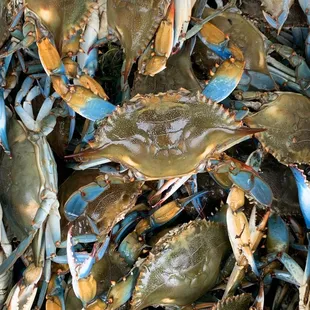 Westwego Shrimp Lot