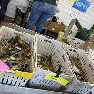 Blue Crabs. (Easter prices) High demand.