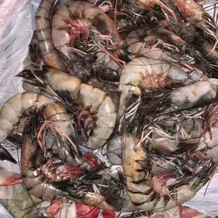 a bunch of shrimp