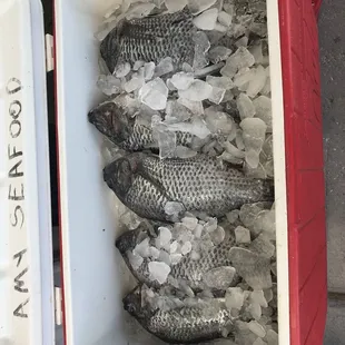 Fresh Fish