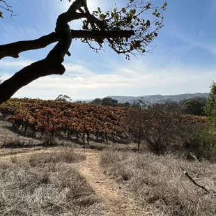 Fall colors at Westwood Hills.