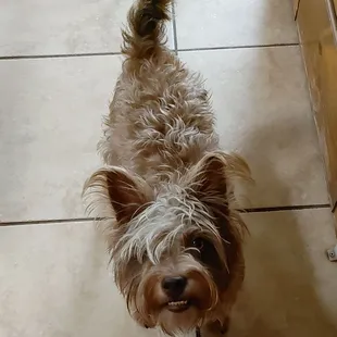 My snorkie was sporting the emo hairstyle and was overdue for a cut.