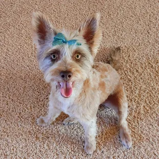 Great job on her haircut!  It even gave her extra zoomies!