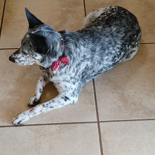 My deaf dog has skin allergies and received an oatmeal bath for sensitive skin.
