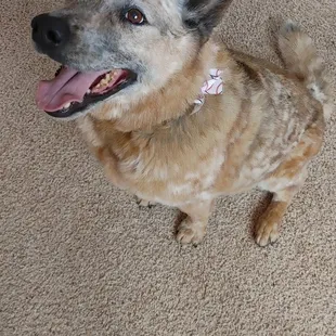 Beau was in dire need of a good deshedding session.